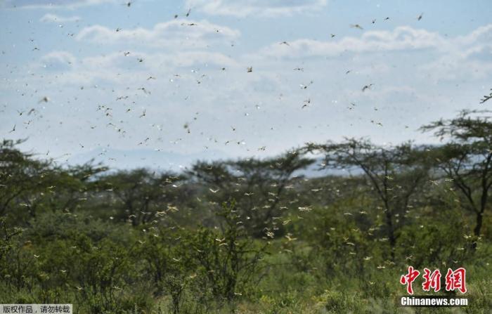 图为当地时间2020年1月21日，在肯尼亚Archers Post附近的拉里索罗村，蝗虫飞过灌木丛。