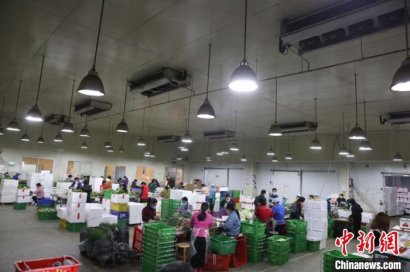 广州南沙每日可供新鲜蔬菜逾四百吨至大湾区城